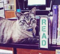 Duplicate of Browser the cat was given 30 days to vacate library
