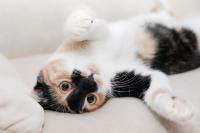5 Interesting Facts About Cats