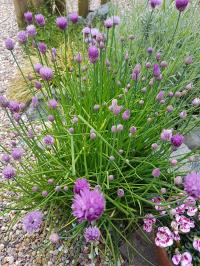 Magical Food - Chives