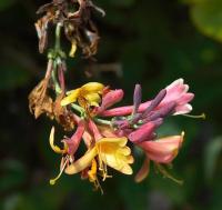 Honeysuckle: A Flower for May